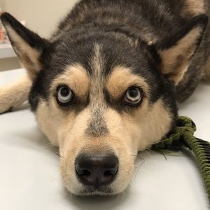 Meet your Posher, Genesis